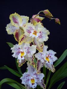 <i>Oncidium</i> Teipels Mowaranch
