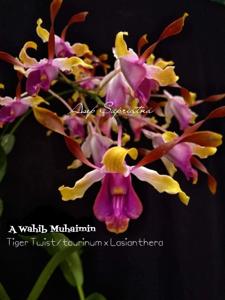 Dendrobium A Wahib Muhaimin