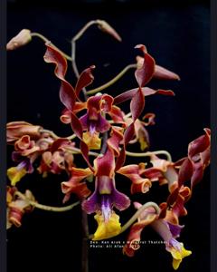 Dendrobium Djoko Koestiono