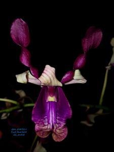 Dendrobium Lilisnine Sujarwo