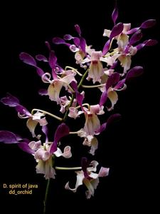 Dendrobium Spirit of Java