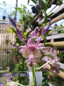 Dendrobium Spirit of Java