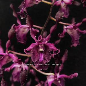 Dendrobium Spirit of Java