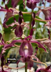 Dendrobium Spirit of Java
