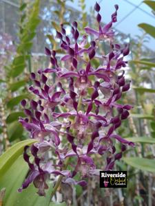 Dendrobium Spirit of Java