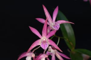 Dendrobium Tegan's Star