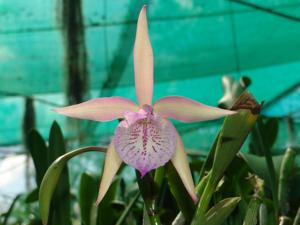 Brassocattleya Phyllis Brackin