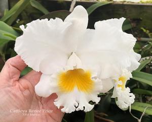 Cattleya Renee Price