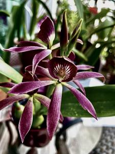 Guarechea Black Comet