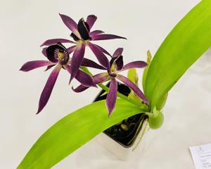 Guarechea Black Comet