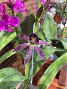 Guarechea Black Comet