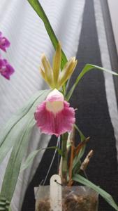 Galeandra Liliana Santanbrosio