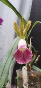 Galeandra Liliana Santanbrosio