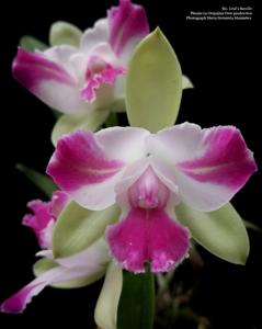 Rhyncholaeliocattleya Graf's Barullo