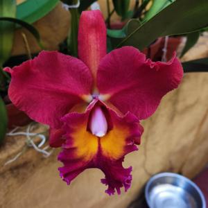 Rhyncholaeliocattleya Claus Graf