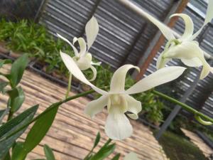 Dendrobium Indonesia Bisa