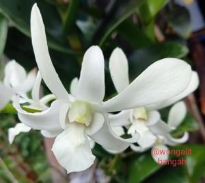 Dendrobium Indonesia Bisa