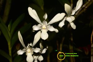 Dendrobium Indonesia Bisa