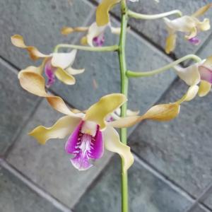 Dendrobium I, Dwiprahasto