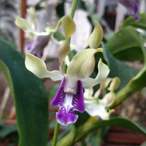 Dendrobium I, Dwiprahasto