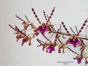 Dendrobium Aiko Yumna Reswara