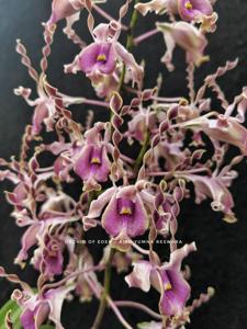 Dendrobium Aiko Yumna Reswara