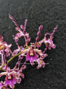 Dendrobium Aiko Yumna Reswara