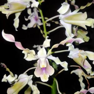 Dendrobium Aiko Yumna Reswara