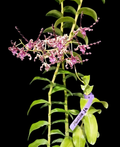 Dendrobium Mufidah J.K.