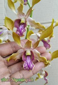 Dendrobium Anis Styoningsih