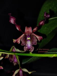 Dendrobium Rita Subowo