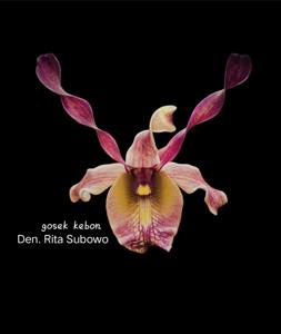 Dendrobium Rita Subowo