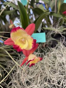 Cattleya Warpaint