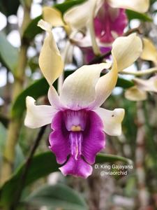 Dendrobium King Gajayana