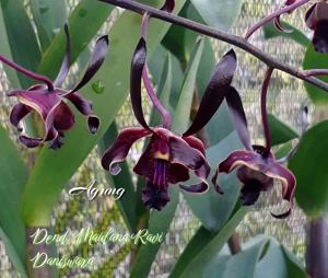 Dendrobium Maulana Rafi Daniswara