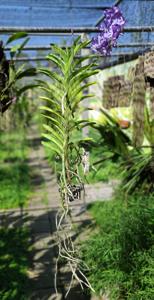 Vanda Violeta