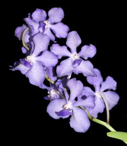 Vanda Violeta