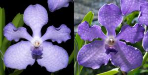 Vanda Violeta