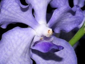 Vanda Violeta