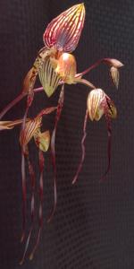 Paphiopedilum Philip's Song