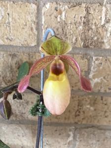 Paphiopedilum Lantern's Charm