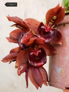 Catasetum Antonio Miranda Z