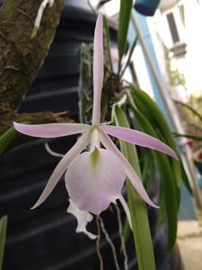 <i>Brassocattleya</i> Craig De Trini
