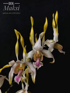 Dendrobium Maksi