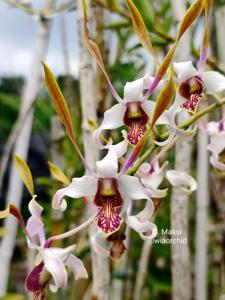 Dendrobium Maksi