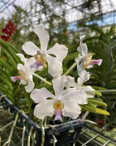 Vanda Julian Shaw