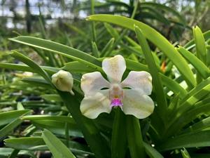 Vanda Julian Shaw