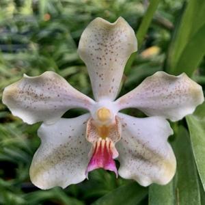 Vanda Julian Shaw