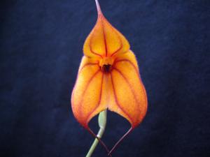 Masdevallia Teipels Welicodon