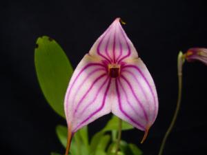 Masdevallia Teipels Falcocodon